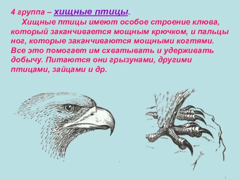 Особенности внешнего строения соколообразных