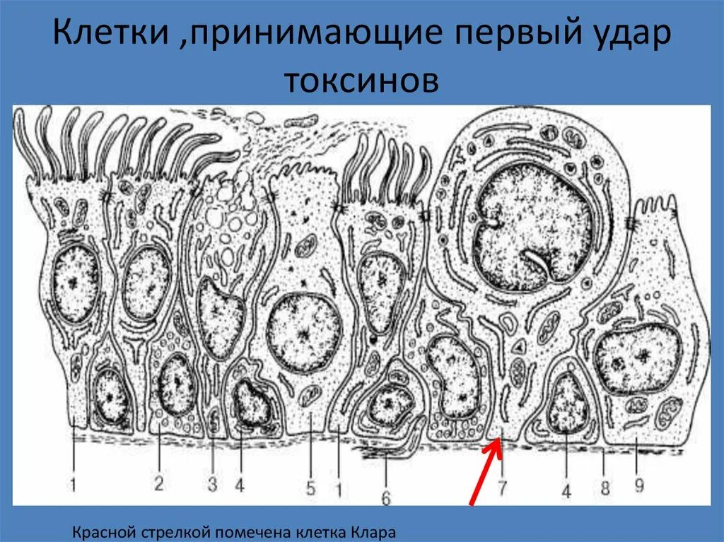 Секреторные б клетки