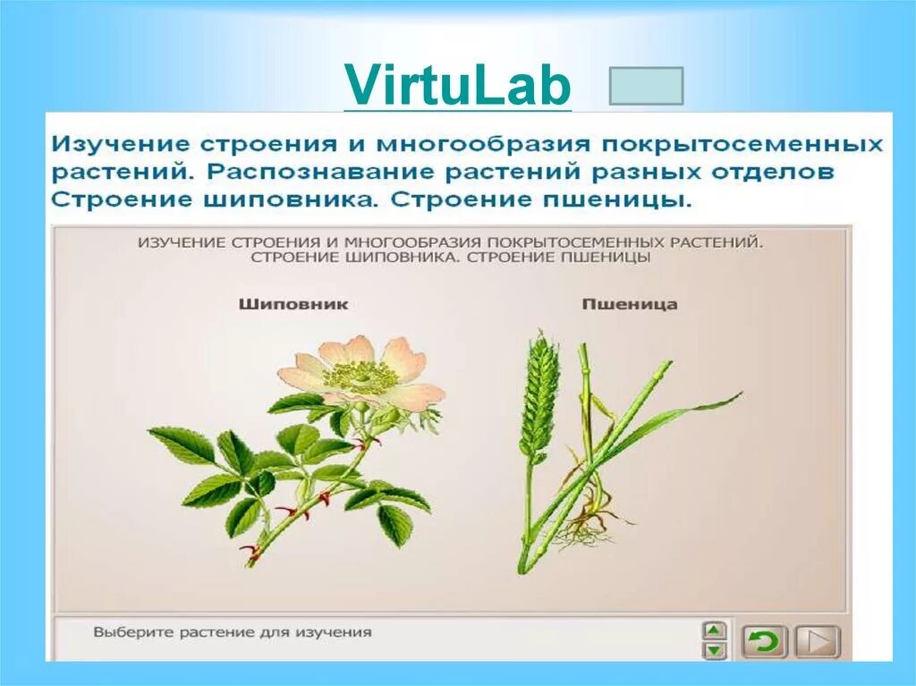 Лабораторная работа изучение строения покрытосеменных растений. Шиповник лабораторная работа. Лабораторная работа по биологии шиповник. Изучение строения и многообразия покрытосеменных растений".