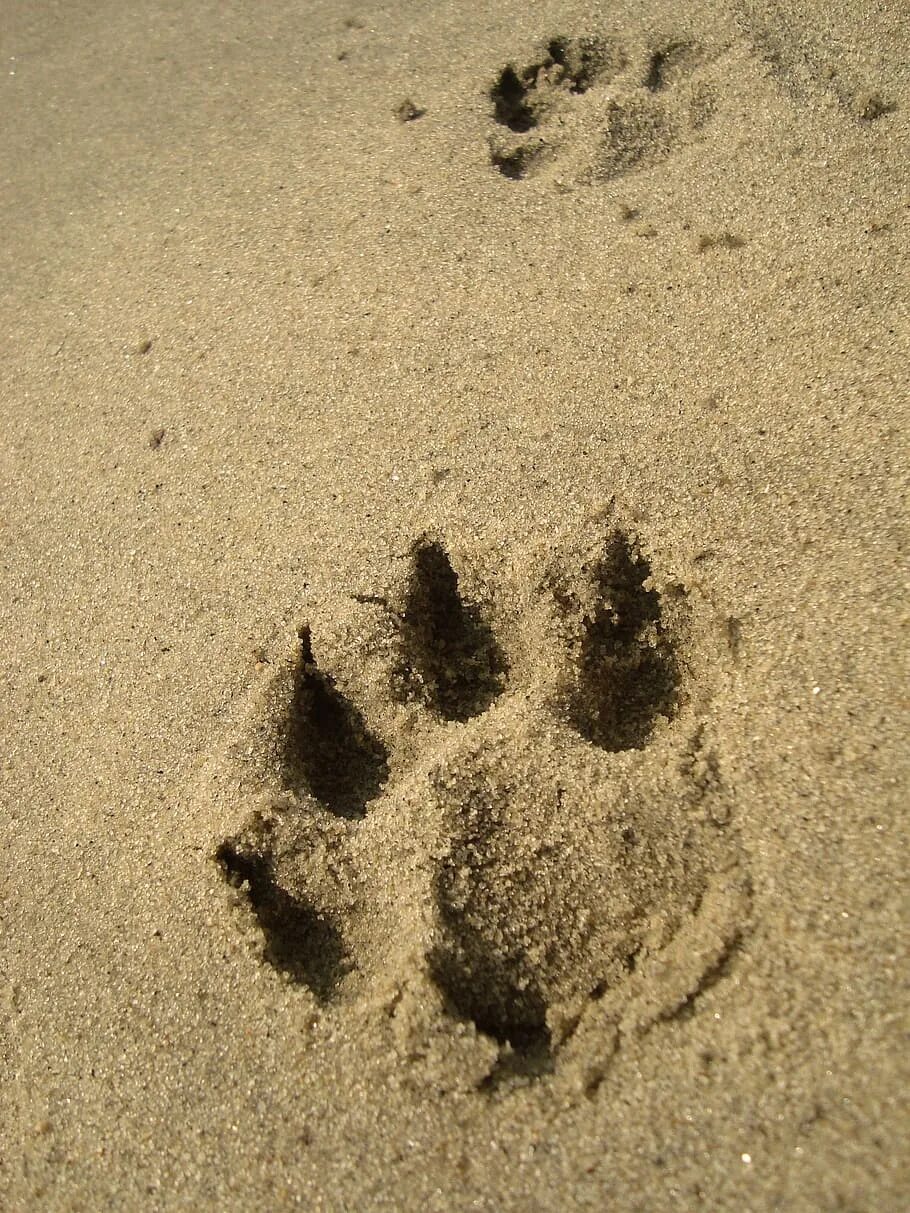 Шаров след в след. След енотовидной собаки на земле. Следы животных на песке. Следы собаки на песке. Следы животных на земле.
