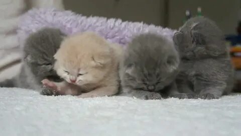 Милые котята видео