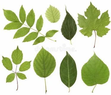 Leaves am