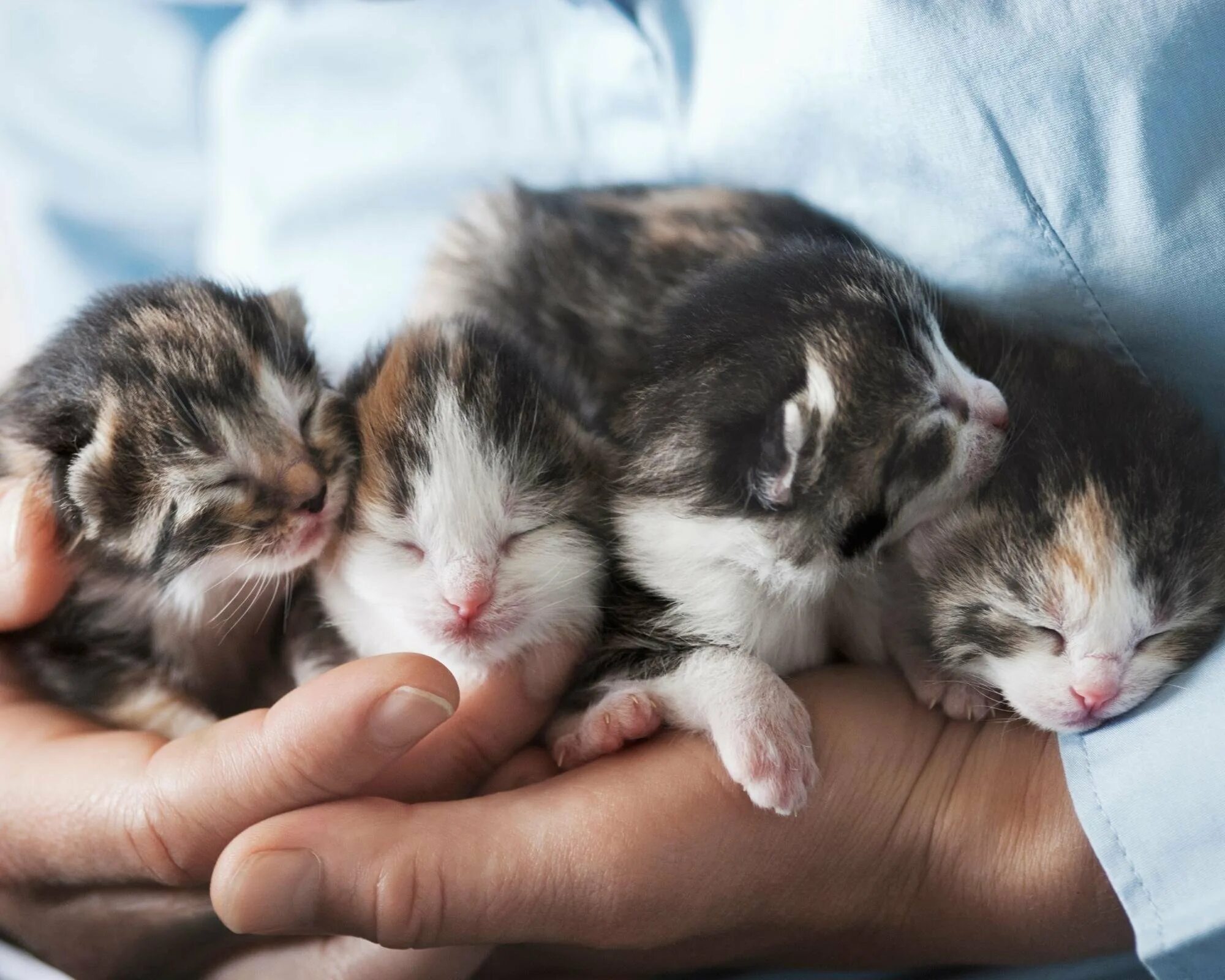 Сколько обычно котят у кошки. Маленький котенок. Недельные котята. Новорождённые котята. Котята фото.