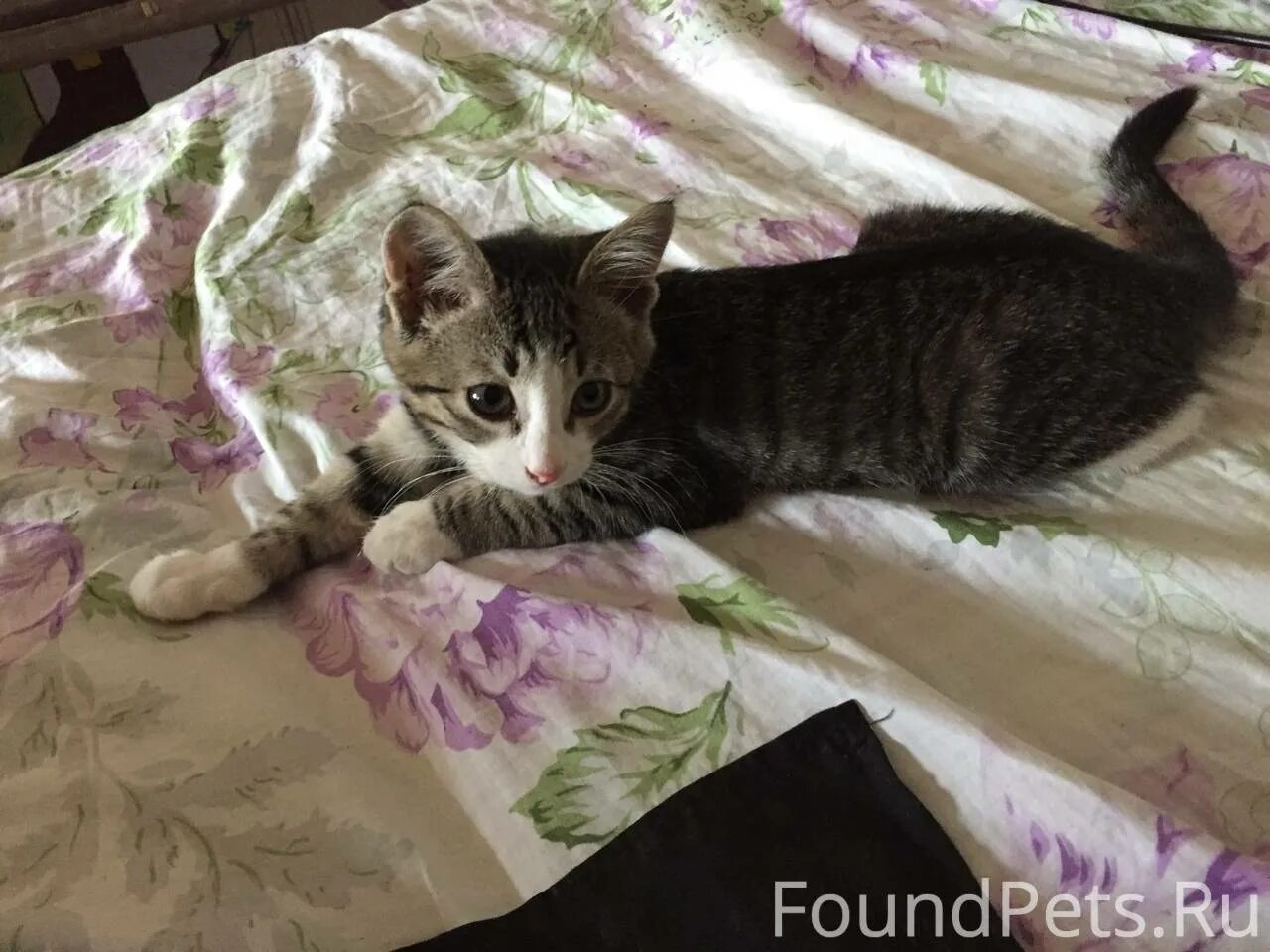 Как выглядит котенок в 5. Кошка 5 месяцев. котенок 5 месяцев. одномесячный котенок. 5 месячные котята.