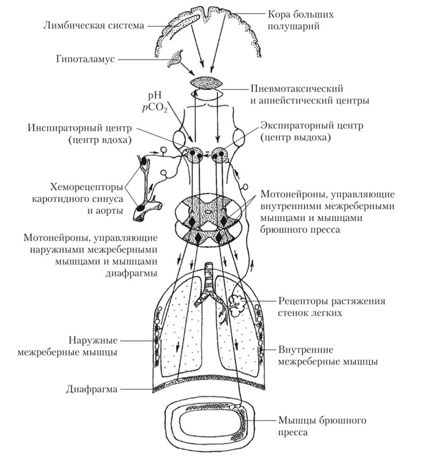 Рефлекторные механизмы регуляции дыхания физиология. Механизм регуляции дыхания схема. Схема хеморецепторов в регуляции дыхания. Рефлекторная регуляция дыхания схема.