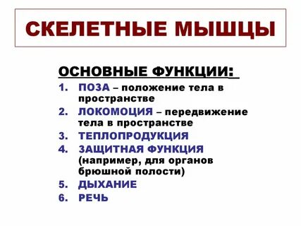 Каковы основные функции скелетных мышц