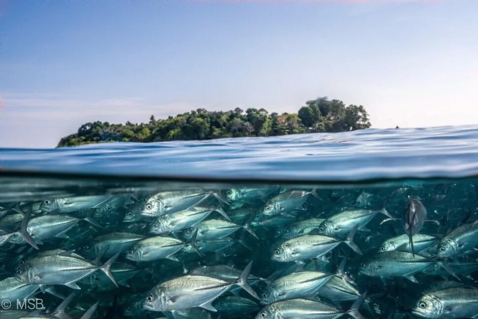 Жизнь в океане и на суше. Прозрачное море. Рыбы под водой. Рыбы в прозрачной воде. Прозрачная вода в океане.