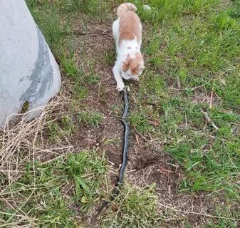 Поймать быть приносить