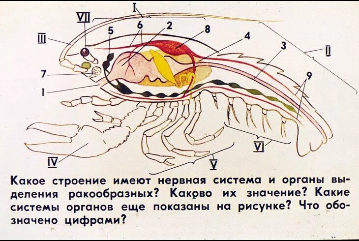 Членистоногие самостоятельная работа