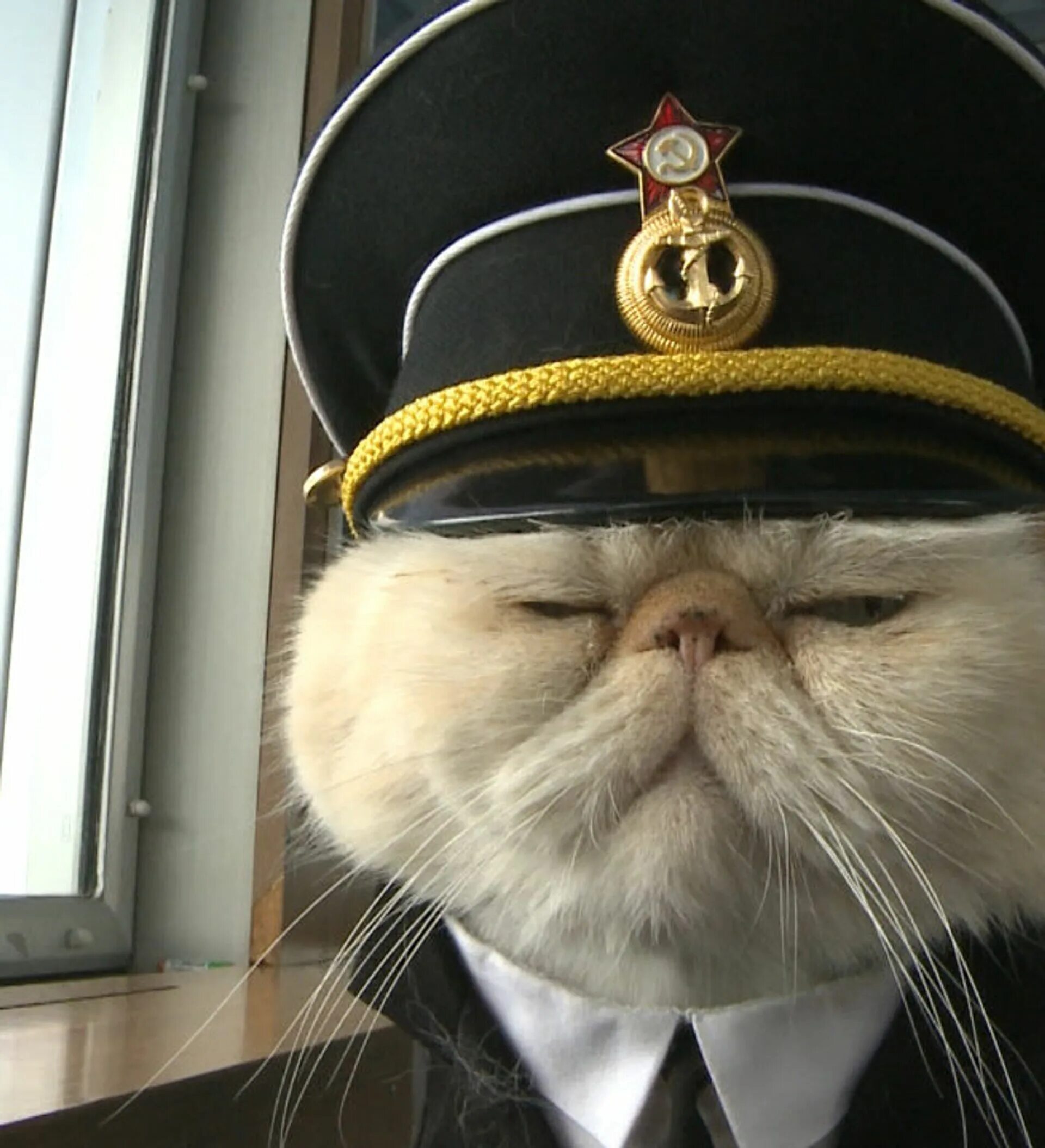 Кот матросов. Кот моряк. кот в фуражке. кот на флоте. кот в военной форме.