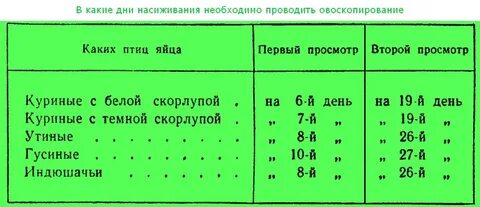Сколько яиц можно подложить под курицу наседку