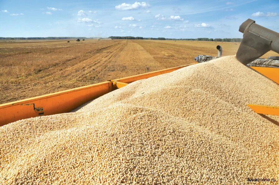 Ячмень производство. Куча зерна. Горы зерна. Пшеница насыпью. Бурт зерна.
