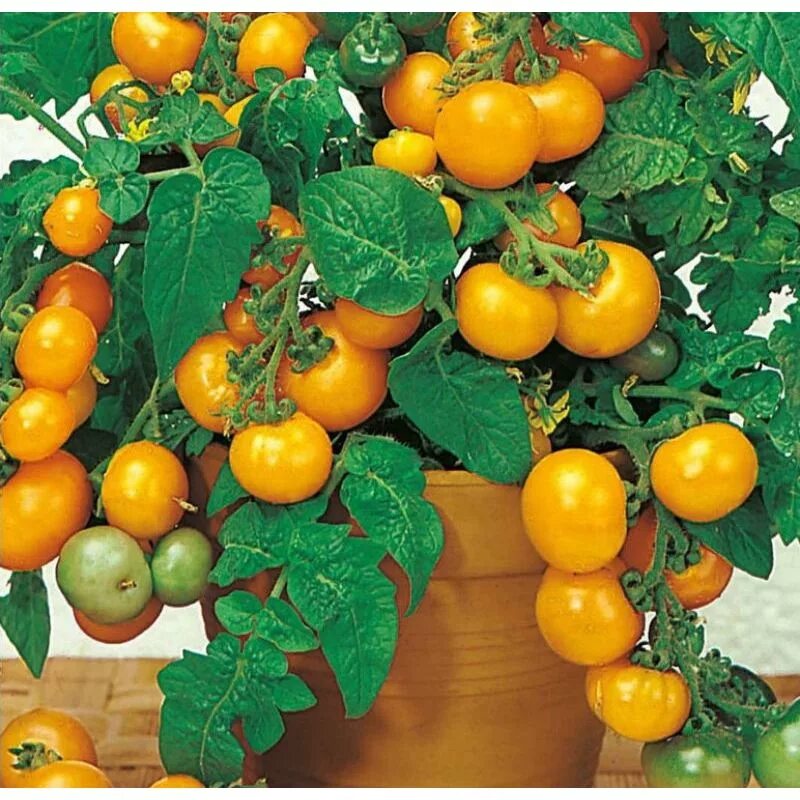 Семена томатов для балкона. Семена черри балконное чудо. Томаты черри балконные желтые. Томат черри Жемчужина желтая. Томат горшечный оранжевый Гавриш.