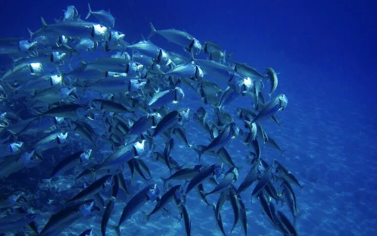 Animals planet: Marine life of Sri Lanka........... Sea life animals, Sea fish, 