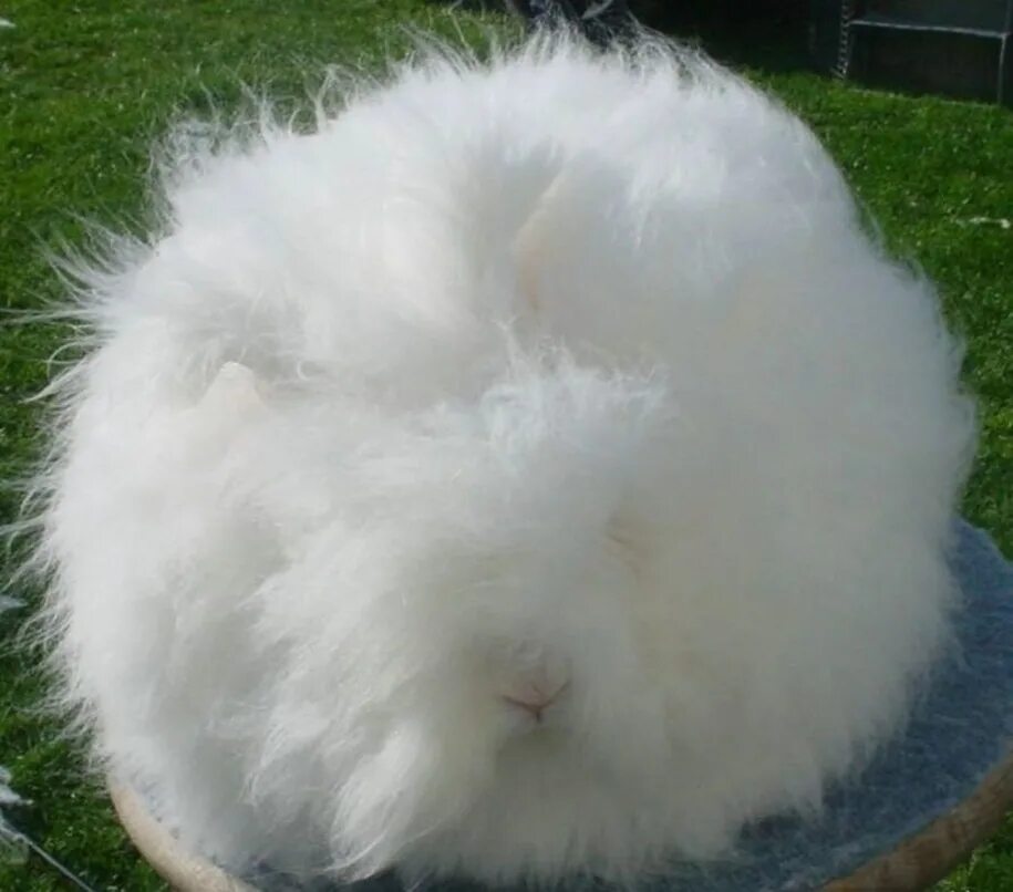 пушистый управляющий 38. пушистый ангорский кролик. пушистый управляющий 38. пушистый управляющий 38. пушистый управляющий манга.