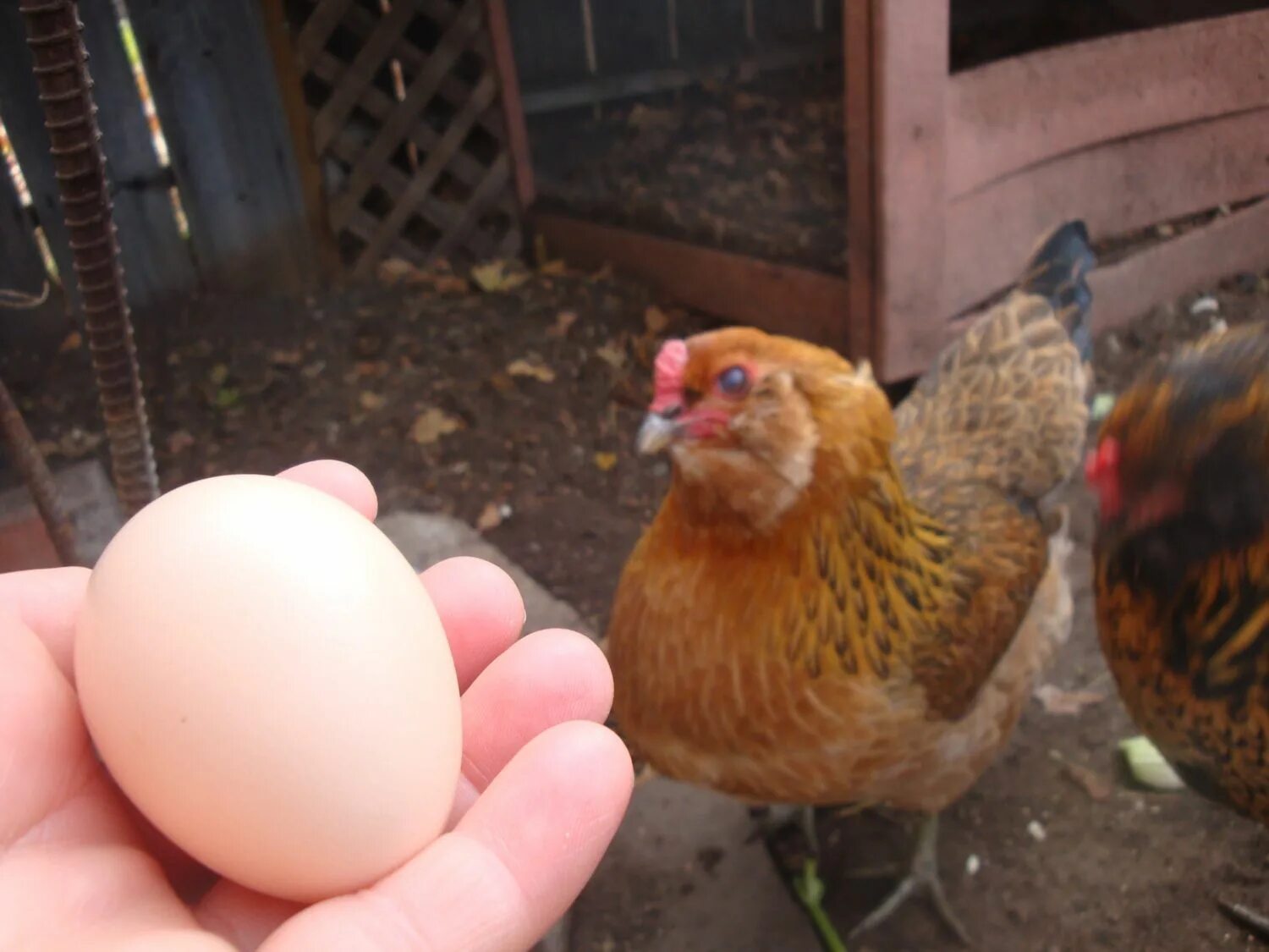 Как отучить кур клевать яйца. Курица клюет. Куры клюют яйца. Куры клюют яйца причина. Почему куры линяют летом.