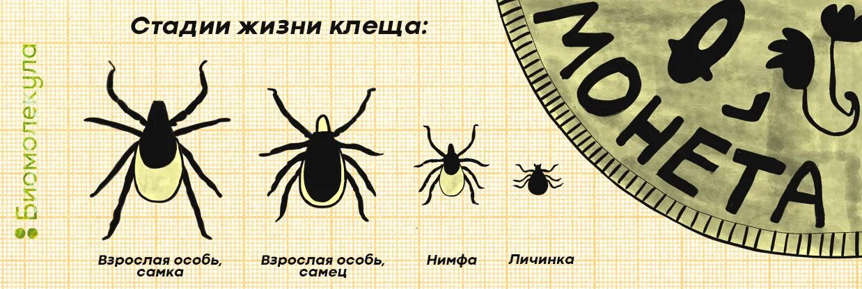 3 стадия живем форум