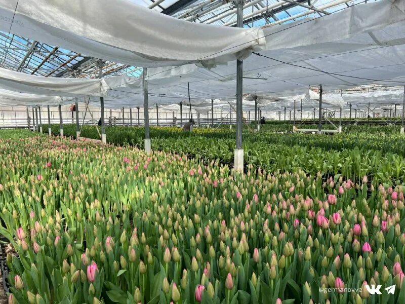 череповецкий тепличный комплекс. тоншаловский тепличный комплекс череповец. тепличный комплекс тоншаловский тюльпанный. тоншалово тепличный комплекс череповец. тоншаловский тепличный комплекс череповец.