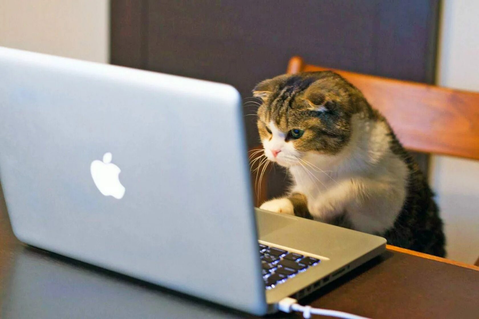 Кот с ноутбуком. Коты за компьютером. Котик программист. Котенок с компьютером. Можно будет установить любую