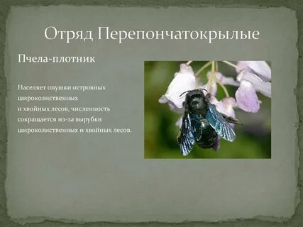 Пчела плотник описание