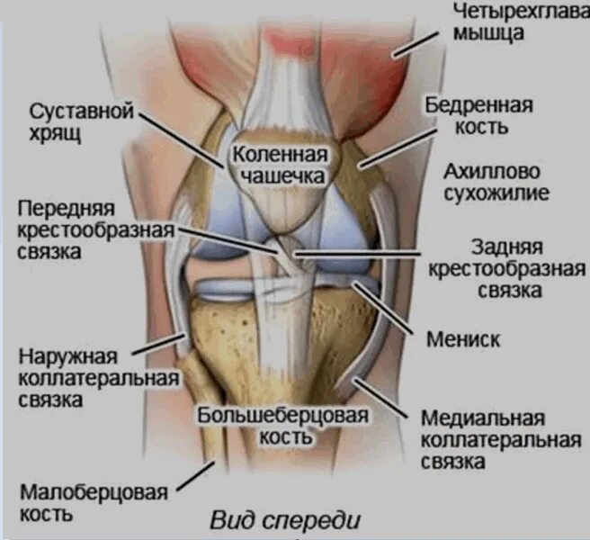 Коленный сустав строение анатомия связки. Строение коленного сустава человека анатомия связки мышцы. Строение коленного сустава человека связки и сухожилия. Связочный аппарат коленного сустава анатомия.