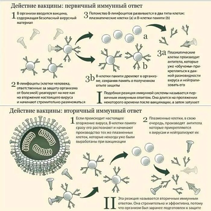 Можно ли заразиться вакциной. Схема действия вакцины. Иммунологические механизмы действия вакцин. После вакцины от коронавируса. Безопасность вакцин от коронавируса.