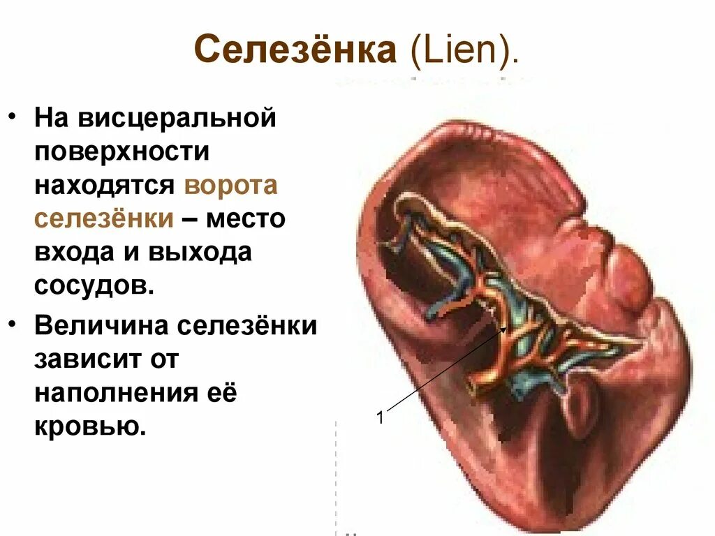 Анатомия селезенки висцеральная поверхность. Висцеральная поверхность селезенки. Ворота селезенки анатомия. Внутреннее строение селезенки.