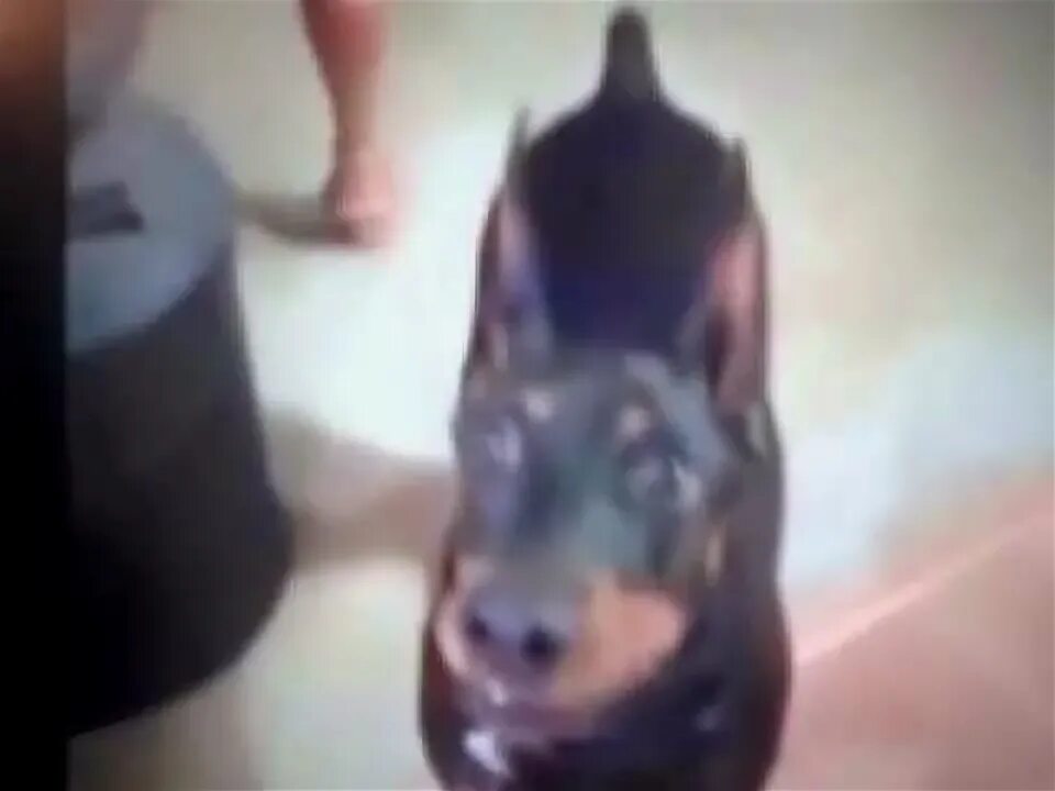 Собака собирается на дачу. Видео как собака собирается на дачу. как собака собирается на дачу видео смотреть. собака собирается на дачу видео.