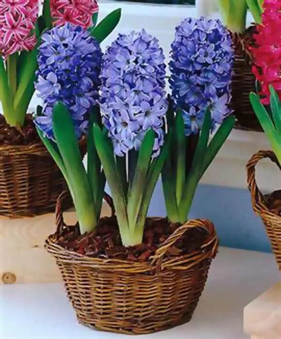 цветок горшечный гиацинт. горшечный гиацинт. цветок горшечный гиацинт. геоцинт горшечный. горшечный гиацинт.