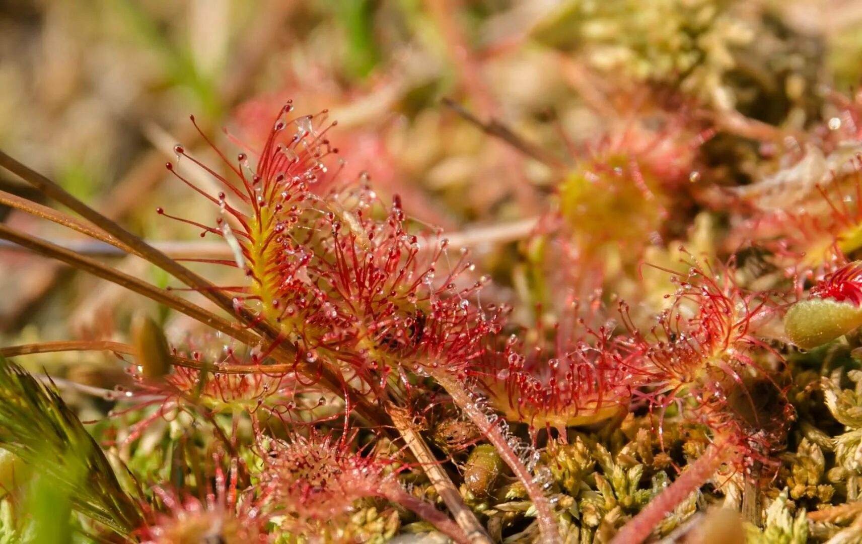 Росянка сибирская. Росянка круглолистная хищное растение. Росянка и клюква. Росянка растение хищник. Росянка растение хищник.