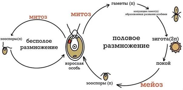 Взрослая особь хламидомонады образуется. Жизненный цикл хламидомонады ЕГЭ. Цикл развития водоросли хламидомонады схема. Жизненный цикл хламидомонады схема. Жизненный цикл хламидомонады и улотрикса.