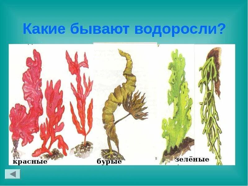 Схема красных и бурых водорослей. Виды водорослей. Зеленые красные бурые. Представители зеленых красных и бурых водорослей. Зеленые и бурые водоросли.