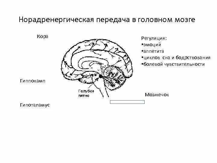 Болевой центр в мозге. Норадренологическая система ствола мозга. Регуляция циклов сна и бодрствования отдел мозга. Отделы головного мозга и их функции. Норадренергической системе.
