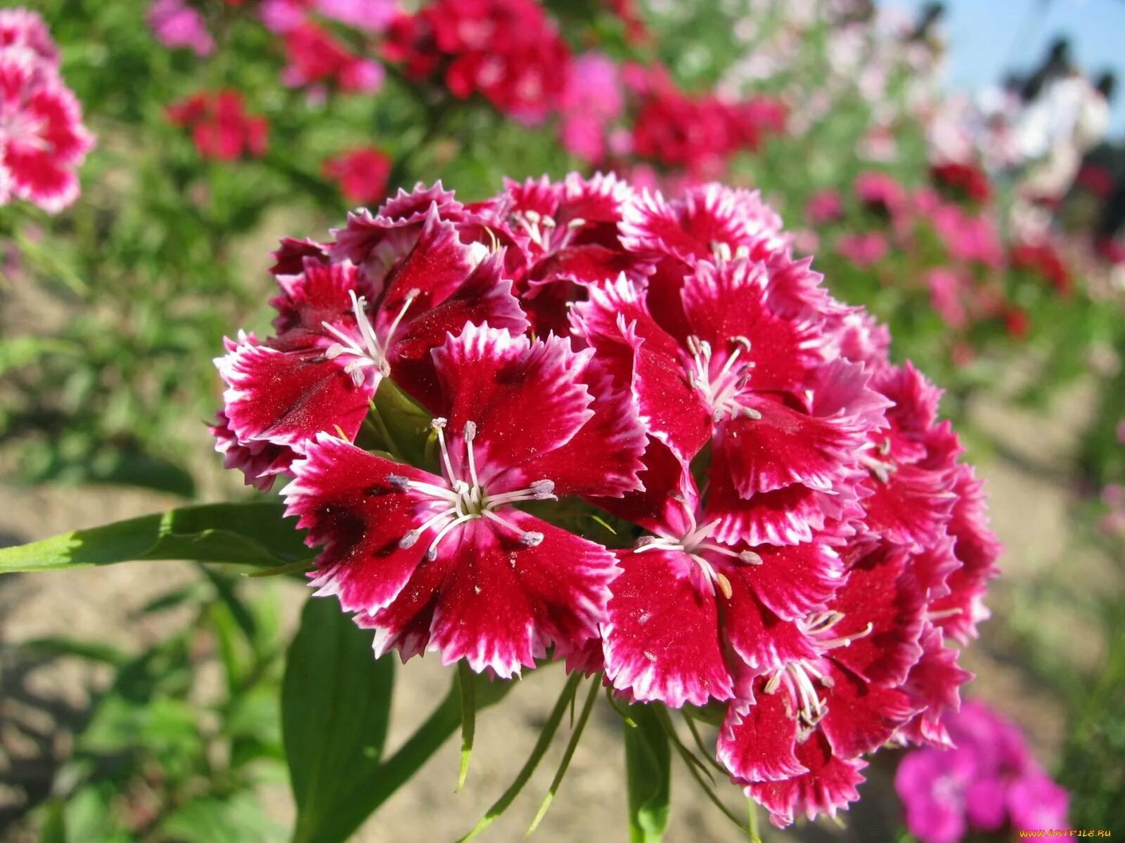 Гвоздика Шабо Дионис. Гвоздика Диантус. Гвоздика Садовая Авранчин. Dianthus chinensis гвоздика китайская.