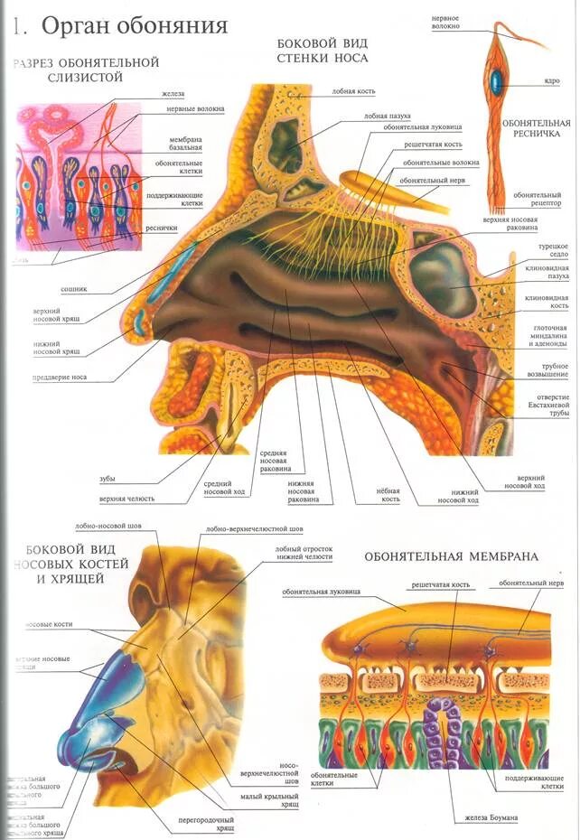 Орган обоняния. Орган обоняния нос строение. Строение органа обоняния человека анатомия. Схема строения органа обоняния. Обоняние анатомия строение.