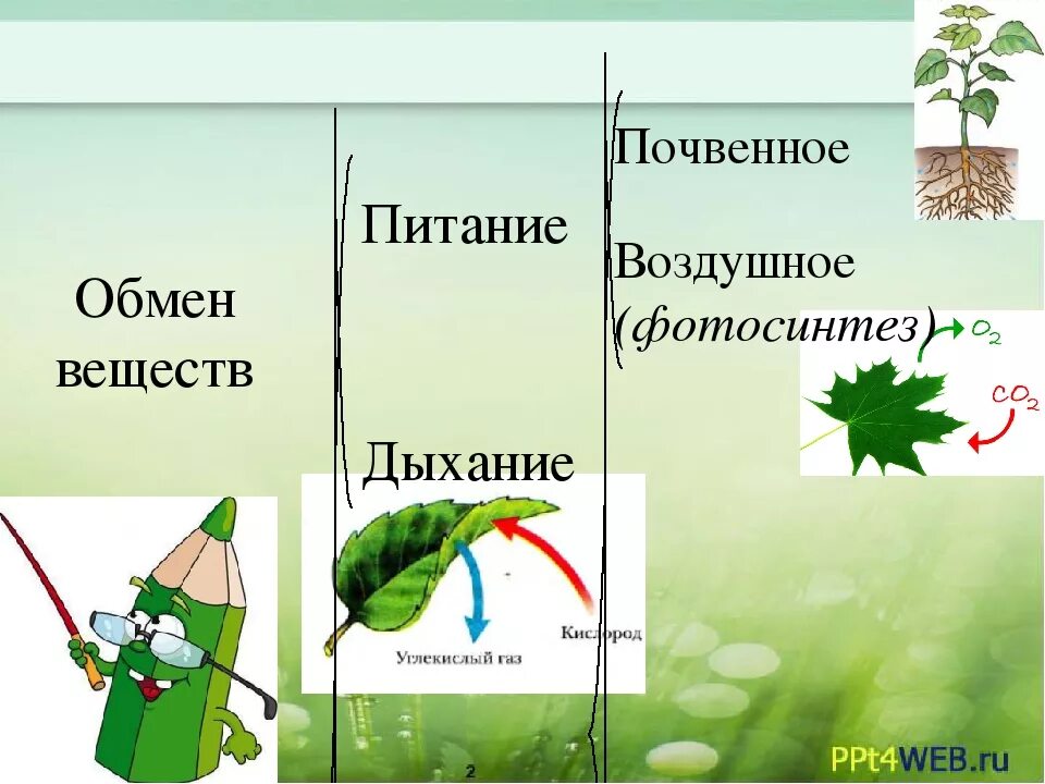 Обмен веществ растений урок. Схема обмен веществ у растений биология 6 класс. Дыхание и обмен веществ у растений 6 класс. Презентация по биологии. Дыхание растений 6 класс.