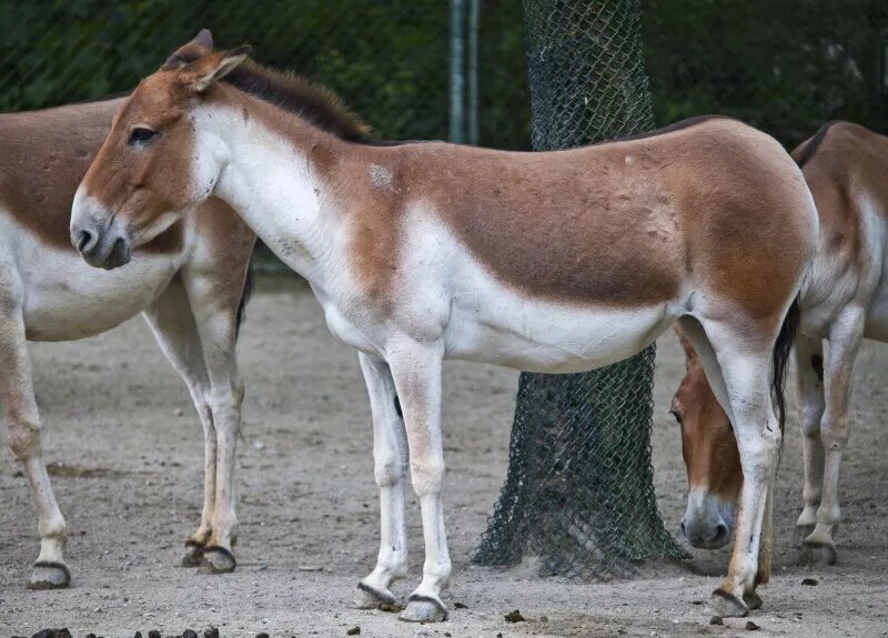 Дикий осел сканворд 5. Кианг (Equus Kiang). Кианг осел. Дикий осел Кулан. Кулан, лошадь Пржевальского, осел.