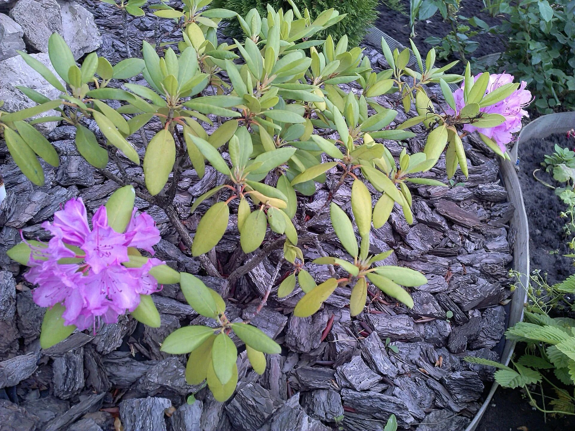 Рододендрон Лапландский. Рододендрон Люмина. Рододендрон Анук.