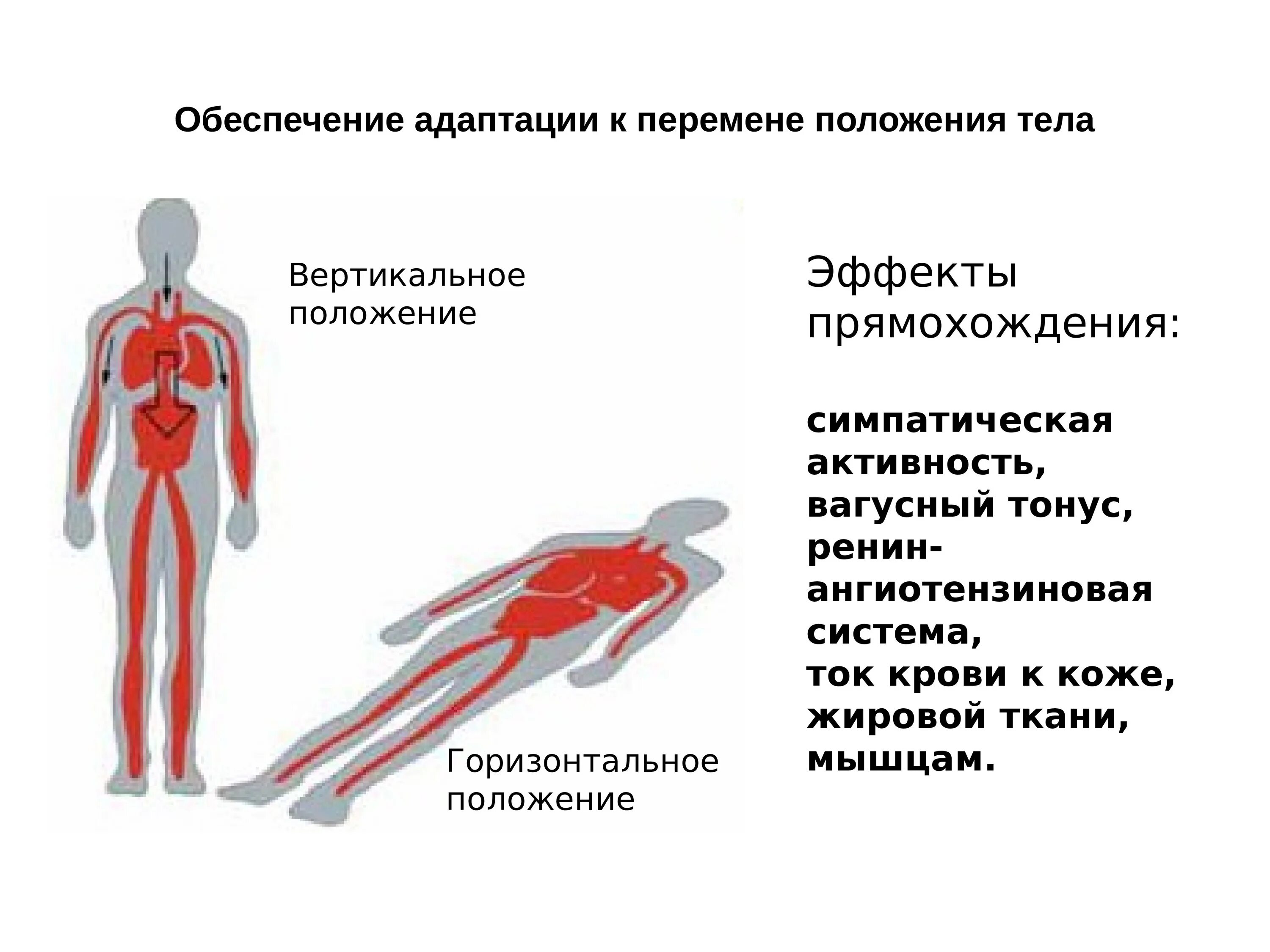 Горизонтальное положение это как. Вертикальное положение тела. Гори зонтальнон оложение. Горизонтальное положе. Горизонтальное и вертикальное положение.