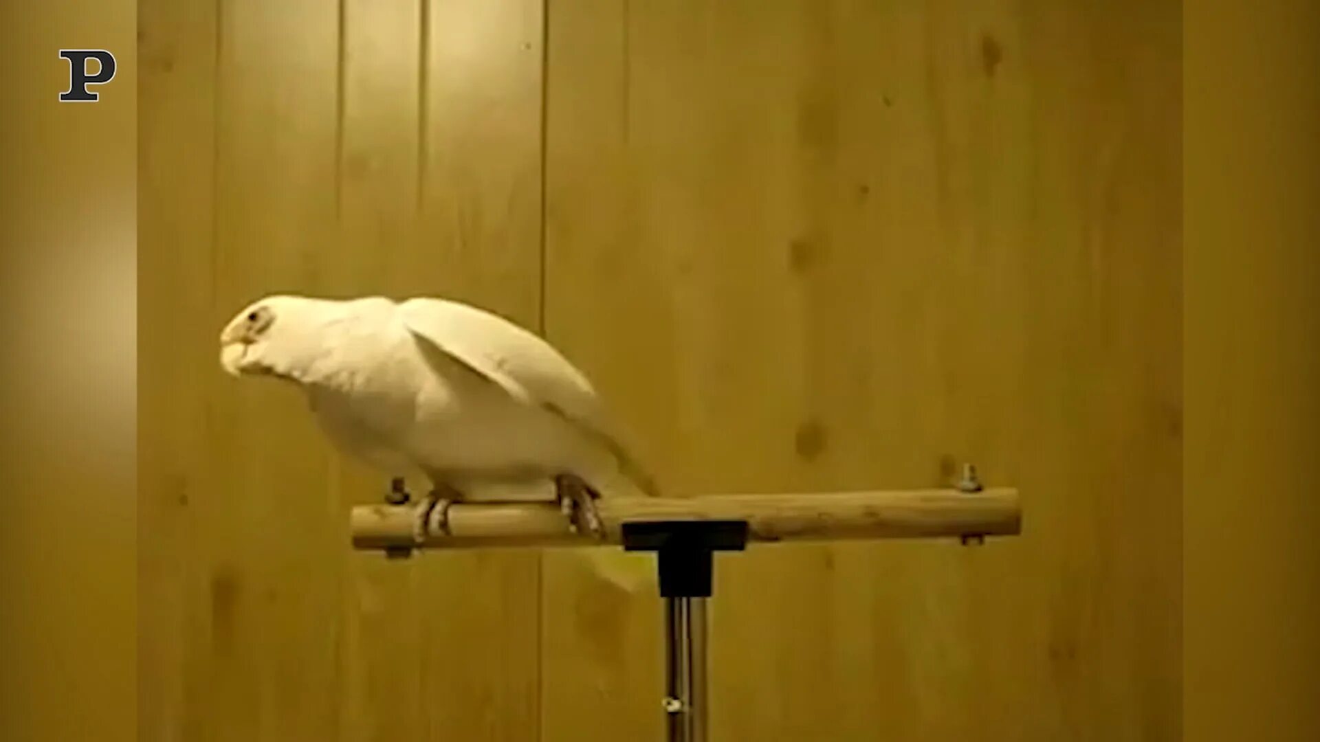 Попугай какаду танцует. Танцующий лысый попугай. Танцующий белый попугай. Какаду танцует. Танцующий попугай видео.