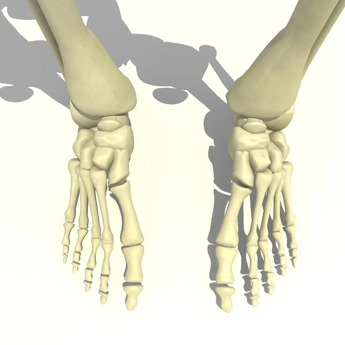 Как выглядит нога скелет Leg Bones Anatomy Drawing Broccoli Leg bones, Anatomy bones, Lower leg bones