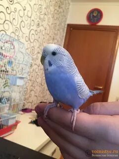 Авито волнистый