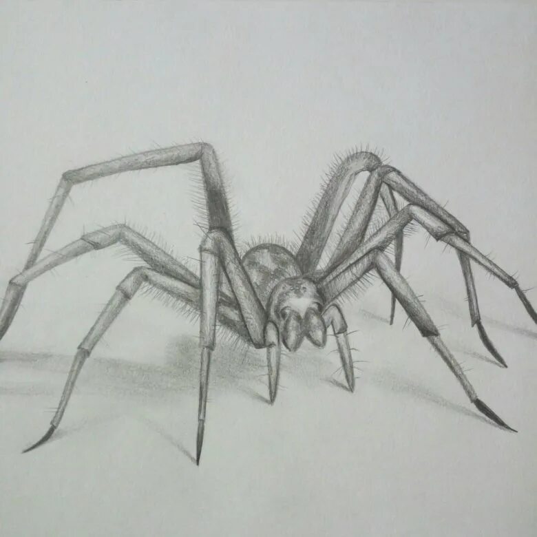 Spider Face Drawing - Elastic.almalnews.com