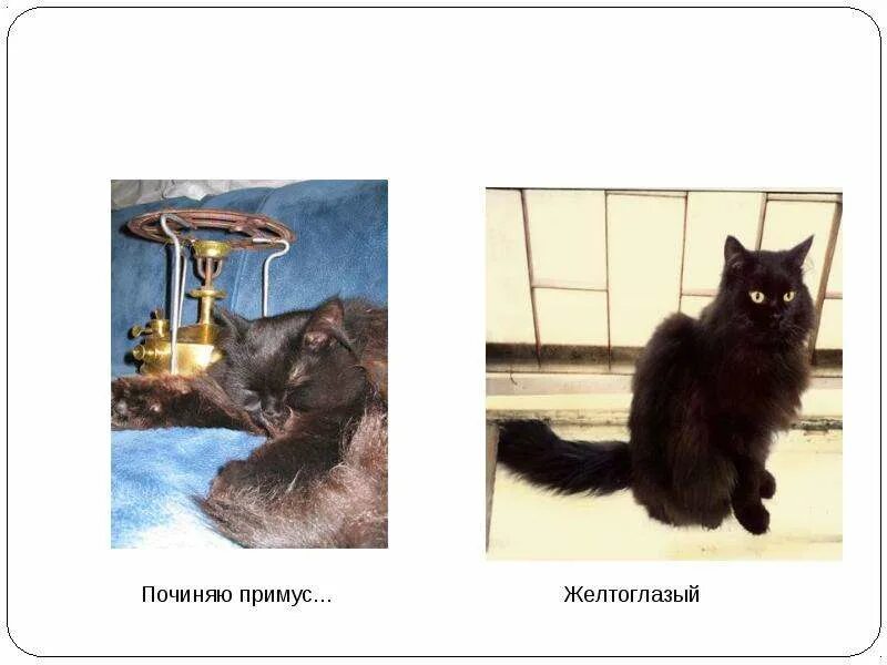 Никого не трогаю починяю примус цитата. Кот бегемот примус починяю. сижу никого не трогаю починяю примус картинки. никого не трогаю починяю примус. сижу примус починяю.