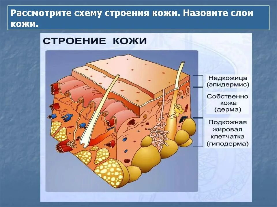 Строение кожи. Презентация на тему кожа человека. Рабочий лист кожа. Схема строения кожи. Висячие образования на коже.