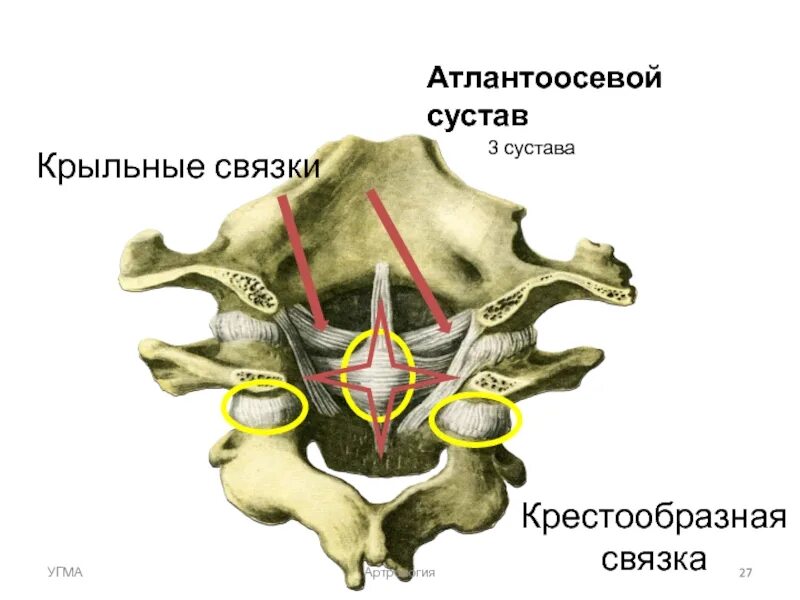 Соединения между затылочной костью. Атланто затылочный сустав анатомия. Срединный атлантоосевой сустав. Соединение атлантозатылочный сустава. Атлантоосевой сустав связки.