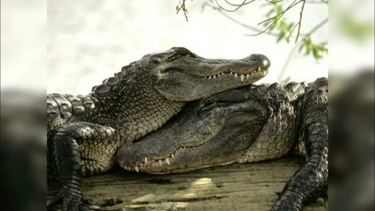 Купить крокодил про. Класс пресмыкающиеся Аллигатор. Интересные факты о крокодилах. Забавный крокодил.