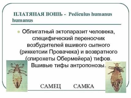 Педикулез переносчики
