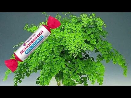 Витамины для растений