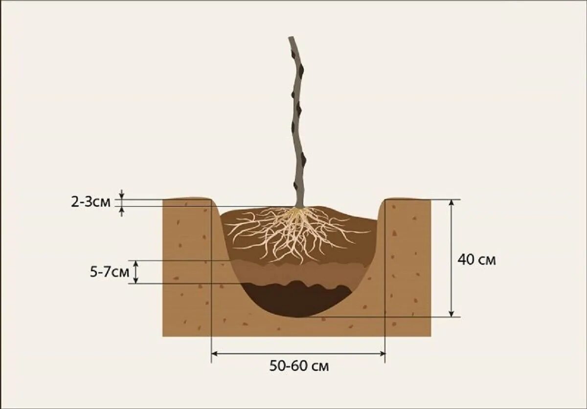 Высота саженца розы 10 см какой высоты. Посадка малина корневая шейка. Корневая шейка саженца ежевики. Схема посадки малины. Глубина посадки малины.